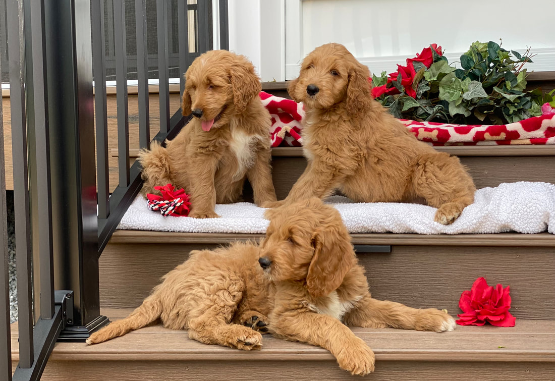 puppy, for, sale, F1 Standard Goldendoodle, Sadie  Riehl, dog, breeder, Gap, PA, dog-breeder, puppy-for-sale, forsale, nearby, find, puppyfind, locator, puppylocator, aca